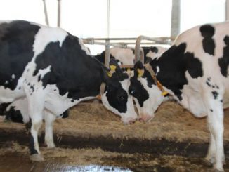 Milchmarkt benötigt neue Sicherungssysteme -