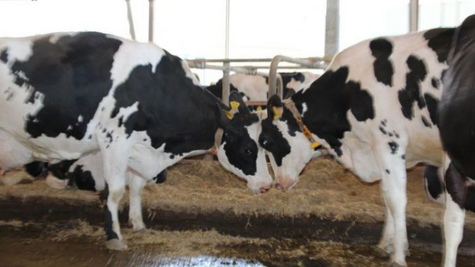 Milchmarkt benötigt neue Sicherungssysteme -