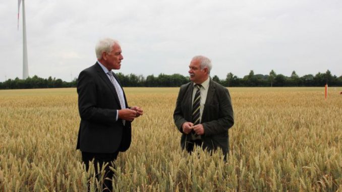 Getreideernte wird mit Spannung erwartet - Landvolkpräsident Werner Hilse und der Vorsitzende des Getreideausschusses Jürgen Hirschfeld erwarten eine durchschnittliche Weizenernte 2015.