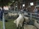 In Rodenkirchen haben die Schafe das Sagen -