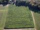 Maislabyrinthe laden zum Gruseln ein - Foto: landpixel