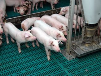 Schweinehalter unter starkem wirtschaftlichen Druck -
