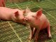 Schweinemäster unter stärkstem Druck seit 2007 -