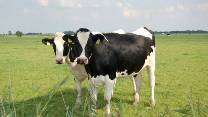 Schlachtung tragender Rinder vermeiden -