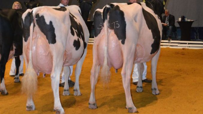 Rinderzüchter fahren zum Konvent nach Oldenburg - Foto: Masterrind