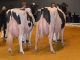 Rinderzüchter fahren zum Konvent nach Oldenburg - Foto: Masterrind