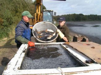 Karpfenteiche in Niedersachsen werden abgefischt - Foto: von Heydebrand