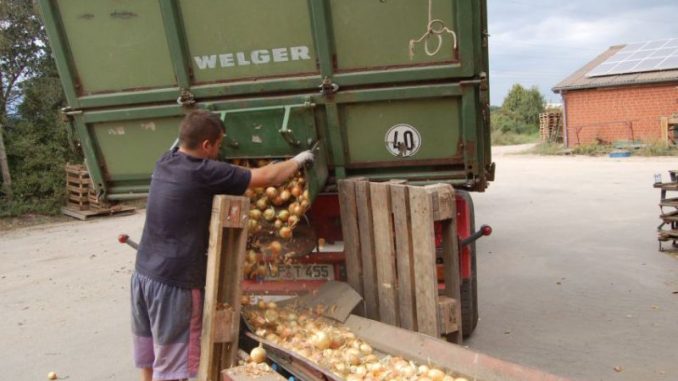 Verspätete Abreife verzögert das Ende der Zwiebeleernte Verspätete Abreife verzögert das Ende der Zwiebeleernte - Foto: Landvolk