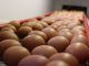 Die Eierpreise müssten steigen! - Foto: Landvolk