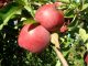 Apfelernte mit historisch spätem Ende - Foto: Landvolk