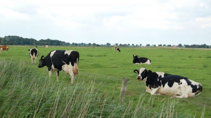 Schwieriges jahr für Milchbauern - Foto: Landvolk