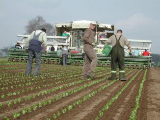 Gemüsebauern tagen in Hamburg - Foto: Landvolk