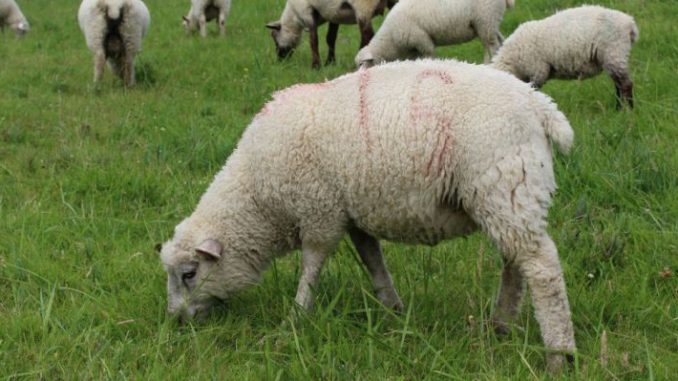 Niedersachsens Schafbestände seit langem wieder stabil - Foto: Landvolk