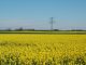 Das erste Gelb zeigt sich auf den Feldern - Foto: Landvolk