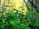 Im Sommerbeet blühen wieder Klassiker - Foto: Grünes Medienhaus