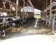 Milchviehhaltung aus drei Blickwinkeln betrachtet - Foto: Landvolk