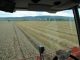 Durchwachsenes Sommerwetter dämpft Getreideernte - Foto: I. Möller