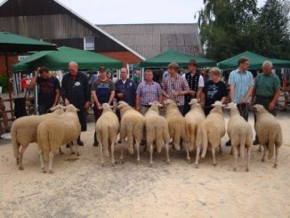 Im Sommer kommen die Schafe unter den Hammber - Foto: Landesschafzuchtverband