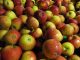 Apfelbäume tragen reichlich süße Früchte - Foto: Landvolk