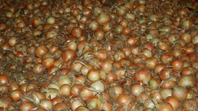 Die Anbaufläche für Zwiebeln wächst stetig - Foto: Landvolk