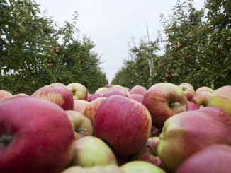 Bai Traumwetter wurden tolle Äpfel gepflückt - Foto: Landvolk