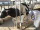 Gesunde Kühe brauchen gepflegte Klauen - Foto: Landpixel