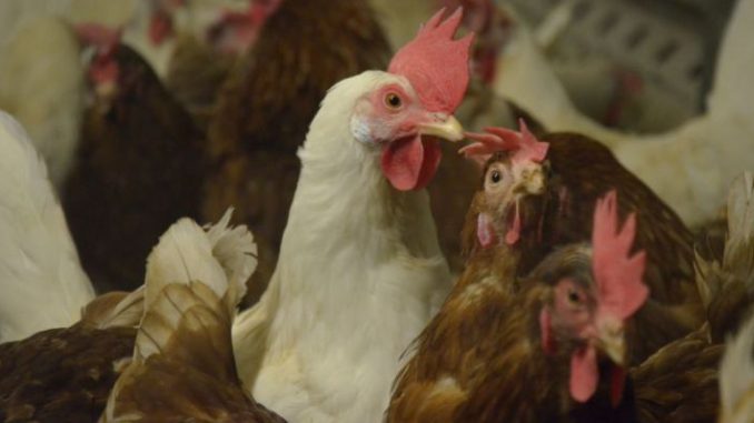 Eine Henne pro Bürger wäre nötig - Foto: Landvolk