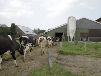 Milchmarkt benötigt mehr Nachhaltigkeit - Foto: Landvolk