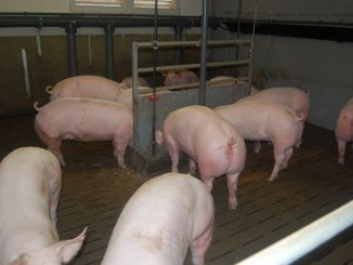 Schweinehalter sehen "keinen Königsweg" - Foto: LSZ