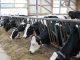 Milchbranche bleibt in Bewegung - Photo: Landvolk