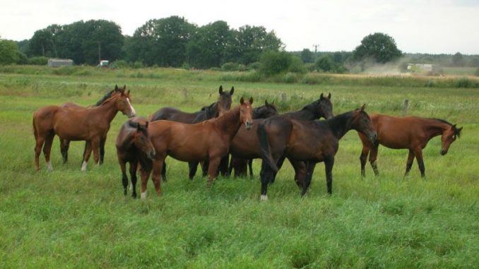 Pferdezucht oft noch in landwirtschaftlicher Hand - Foto: Landvolk