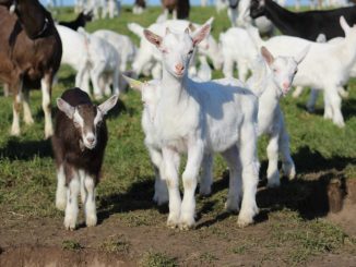 Schaf- und Ziegentag zeigt Möglichkeiten auf - Foto: Landvolk