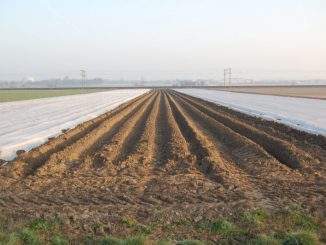 Frostschäden bei Frühkartoffeln wachsen sich aus - Foto: Landvolk