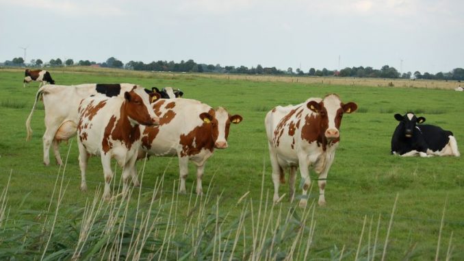 Milchbauern rechnen weiter mit Markterholung - Foto: Landvolk