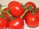 Tomaten: kleine sind besonders  beliebt - Foto: Landvolk