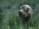 Höchste Vorsicht vor Schweinepest - Foto: Deutscher Jagdverband
