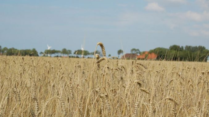 Getreidefelder brauchen jetzt Sonne und Wärme - Foto: Landvolk