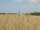 Getreidefelder brauchen jetzt Sonne und Wärme - Foto: Landvolk