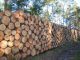 Waldbesitzer wollen mehr Holz ernten - Foto: Landvolk