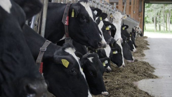 Milchmarkt benötigt weiter ein Sicherheitsnetz - Foto: Landvolk
