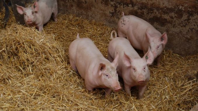Mehr Bioschweine in deutschen Ställen - Foto: Landvolk