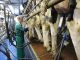 Milchwirtschaft hat viele Gesichter - Foto: Landvolk