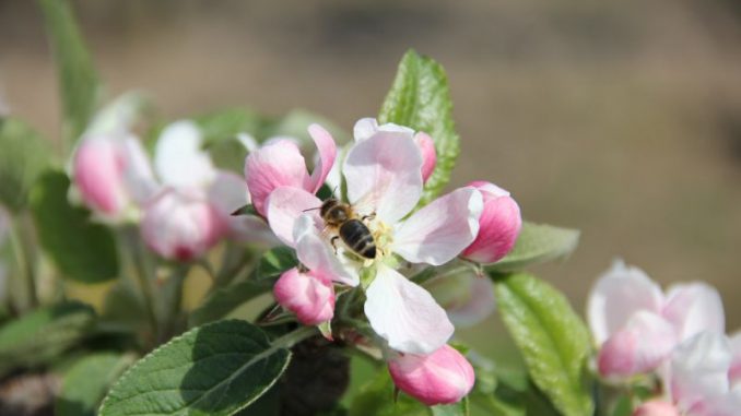 Apfelblüte taucht das Alte Land in zartes Rosé - Foto: Tourismusverein Altes Land