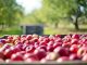 Apfelernte ist in vollem Gang - Foto: pixabay