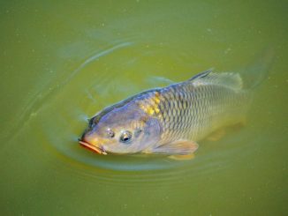 Karpfen ist der Festtagsfisch in Niedersachsen - Foto: pixabay