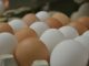 Ein Ei gleicht eben nicht dem anderen ... - Foto: Landvolk