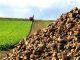 Zuckerrüben bleiben eine stabile Größe - Foto: Landvolk
