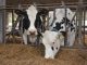 Milchviehhaltung bleibt in kleineren Strukturen - Foto: Landvolk