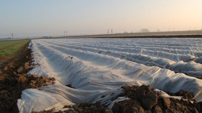 Erste Frühkartoffeln sind schon in der Erde - Foto: Landvolk