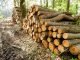 Waldbesitzer treiben große Sorgen um - Foto: landpixel